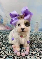 Heavenly Extreme White Parti ee-clear coat, a female Yorkshire Terrier for sale in Stantonville, TN – 3 of 10