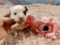 Heavenly Extreme White Parti ee-clear coat, a female Yorkshire Terrier for sale in Stantonville, TN – Photo 4 of 10