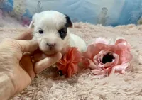 Heavenly Extreme White Parti ee-clear coat, a female Yorkshire Terrier for sale in Stantonville, TN – Photo 2 of 10