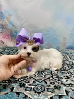 Heavenly Extreme White Parti ee-clear coat, a female Yorkshire Terrier for sale in Stantonville, TN – 9 of 10