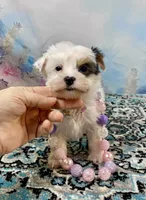 Heavenly Extreme White Parti ee-clear coat, a female Yorkshire Terrier for sale in Stantonville, TN – 8 of 10