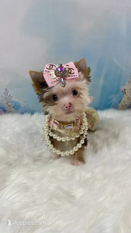 Micro Hippie Mae – Yorkshire Terrier puppy for sale in Stantonville, TN