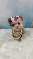 Micro Hippie Mae, a female Yorkshire Terrier for sale in Stantonville, TN – 1 of 10