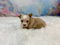 Pound Cake Chocolate/Blonde Teacup , a male Yorkshire Terrier for sale in Stantonville, TN – 7 of 10