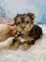 “CHIP” Chocolate, a male Yorkshire Terrier for sale in Stantonville, TN – 2 of 10