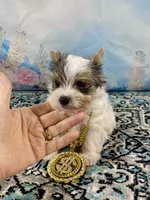 Teacup “Whisper” Merle Parti Yorkie , a male Yorkshire Terrier for sale in Stantonville, TN – 3 of 10