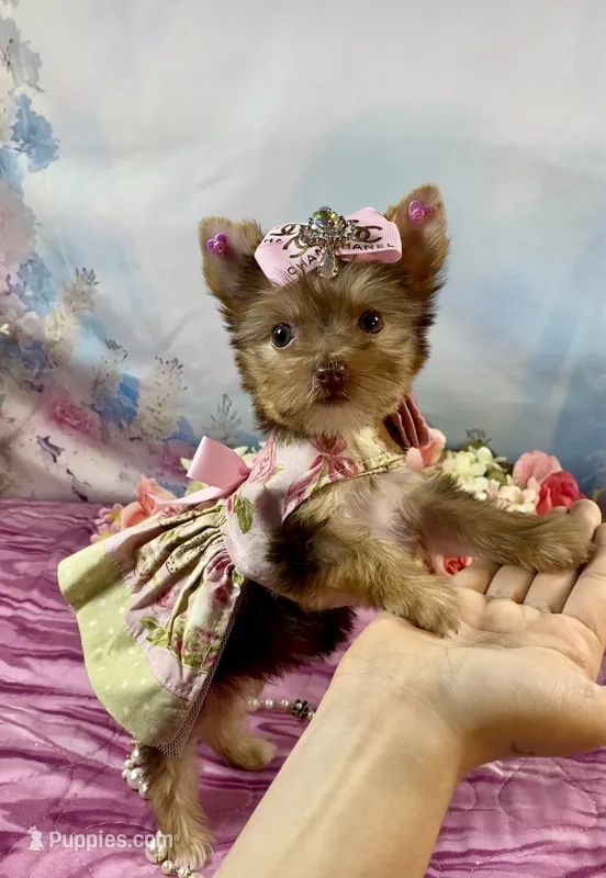 Tiny Baby Bubbles  – Yorkshire Terrier puppy for sale in Stantonville, TN