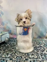 Razi Extreme White Chocolate Parti ee-clearcoat, a male Yorkshire Terrier for sale in Stantonville, TN – 4 of 10