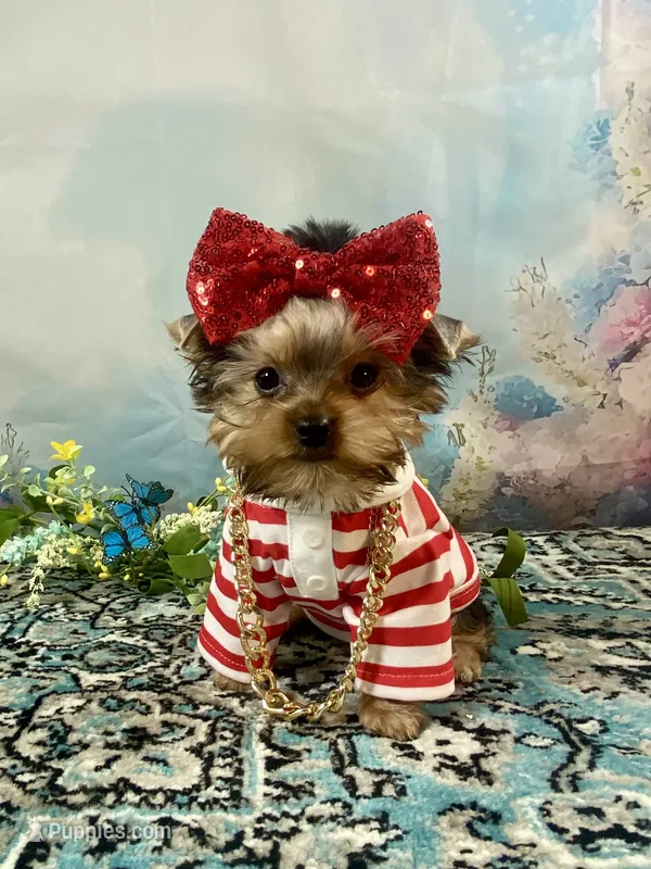 Maverick  – Yorkshire Terrier puppy for sale in Stantonville, TN
