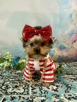 Maverick , a male Yorkshire Terrier for sale in Stantonville, TN – 8 of 10