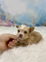 Pound Cake Chocolate/Blonde Teacup , a male Yorkshire Terrier for sale in Stantonville, TN – 10 of 10