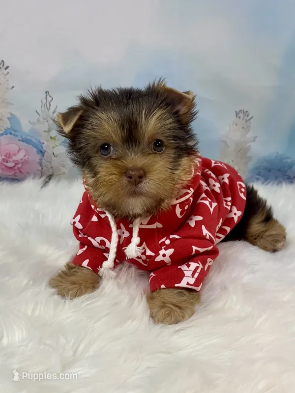 “CHIP” Chocolate – Yorkshire Terrier puppy for sale in Stantonville, TN