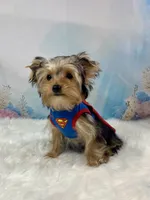 McGuire , a male Yorkshire Terrier for sale in Stantonville, TN – 5 of 9