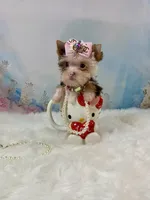 Micro Hippie Mae, a female Yorkshire Terrier for sale in Stantonville, TN – 6 of 10