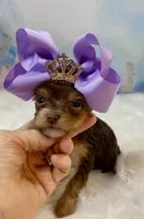 Tiny Baby Bubbles , a female Yorkshire Terrier for sale in Stantonville, TN – 6 of 8