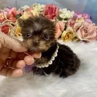 Tiny Micro Willow Rose Yummy Chocolate , a female Yorkshire Terrier for sale in Stantonville, TN – 7 of 10