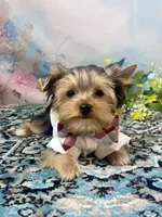 Mackey, a male Yorkshire Terrier for sale in Stantonville, TN – 3 of 10