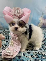 Teacup Chloe Tri-Parti, a female Yorkshire Terrier for sale in Stantonville, TN – Photo 1 of 10