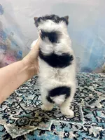 Teacup Chloe Tri-Parti, a female Yorkshire Terrier for sale in Stantonville, TN – Photo 10 of 10