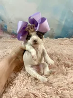 Teacup Chloe Tri-Parti, a female Yorkshire Terrier for sale in Stantonville, TN – Photo 9 of 10