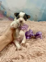 Teacup Chloe Tri-Parti, a female Yorkshire Terrier for sale in Stantonville, TN – Photo 2 of 10