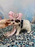 Teacup Chloe Tri-Parti, a female Yorkshire Terrier for sale in Stantonville, TN – Photo 7 of 10