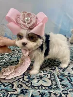 Teacup Chloe Tri-Parti, a female Yorkshire Terrier for sale in Stantonville, TN – Photo 4 of 10