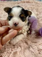 Teacup Chloe Tri-Parti, a female Yorkshire Terrier for sale in Stantonville, TN – Photo 3 of 10