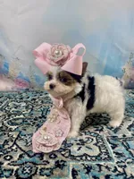 Teacup Chloe Tri-Parti, a female Yorkshire Terrier for sale in Stantonville, TN – Photo 8 of 10