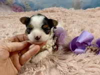 Teacup Chloe Tri-Parti, a female Yorkshire Terrier for sale in Stantonville, TN – Photo 4 of 10