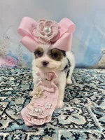 Teacup Chloe Tri-Parti, a female Yorkshire Terrier for sale in Stantonville, TN – Photo 6 of 10