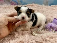 Teacup Chloe Tri-Parti, a female Yorkshire Terrier for sale in Stantonville, TN – Photo 6 of 10