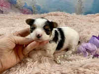 Teacup Chloe Tri-Parti, a female Yorkshire Terrier for sale in Stantonville, TN – Photo 7 of 10
