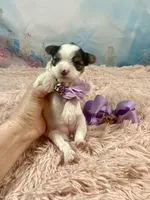 Teacup Chloe Tri-Parti, a female Yorkshire Terrier for sale in Stantonville, TN – Photo 8 of 10