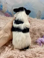 Teacup Chloe Tri-Parti, a female Yorkshire Terrier for sale in Stantonville, TN – Photo 5 of 10