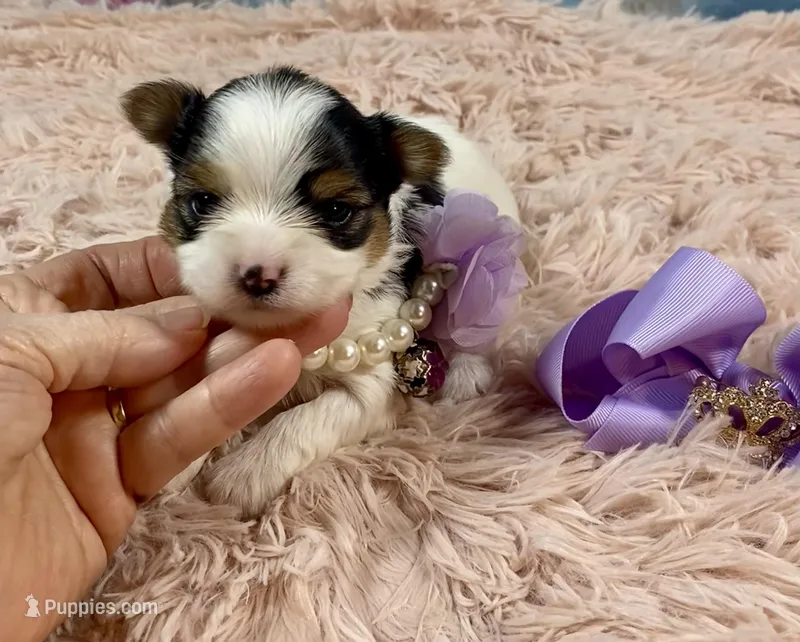 Teacup Chloe Tri-Parti – Yorkshire Terrier puppy for sale in Stantonville, TN