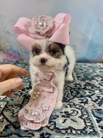 Teacup Chloe Tri-Parti, a female Yorkshire Terrier for sale in Stantonville, TN – Photo 5 of 10