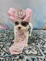 Teacup Chloe Tri-Parti, a female Yorkshire Terrier for sale in Stantonville, TN – Photo 9 of 10