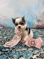 Teacup Chloe Tri-Parti, a female Yorkshire Terrier for sale in Stantonville, TN – Photo 2 of 10