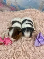 Teacup Chloe Tri-Parti, a female Yorkshire Terrier for sale in Stantonville, TN – Photo 10 of 10