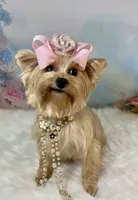 Whinnie, a female Yorkshire Terrier for sale in Stantonville, TN – 5 of 10