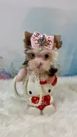 Micro Hippie Mae, a female Yorkshire Terrier for sale in Stantonville, TN – 2 of 10