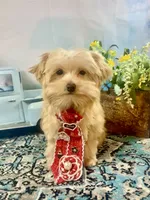 Scooter Blonde, a male Yorkshire Terrier and Poodle - Toy  for sale in Stantonville, TN – 6 of 10
