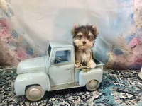 Hugo Chocolate Parti, a male Yorkshire Terrier for sale in Stantonville, TN – 9 of 10
