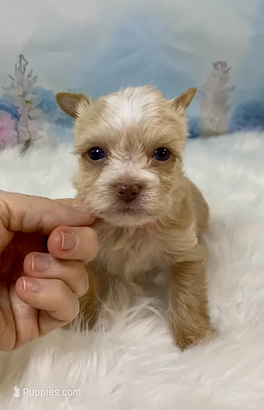 Pound Cake Chocolate/Blonde Teacup  – Yorkshire Terrier puppy for sale in Stantonville, TN
