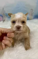 Pound Cake Chocolate/Blonde Teacup , a male Yorkshire Terrier for sale in Stantonville, TN – 1 of 10