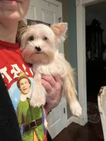 Blue Eyes, a female Yorkshire Terrier for sale in Stantonville, TN – Photo 2 of 10