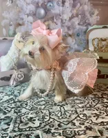 Blue Eyes, a female Yorkshire Terrier for sale in Stantonville, TN – Photo 5 of 10