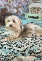 Blue Eyes, a female Yorkshire Terrier for sale in Stantonville, TN – Photo 9 of 10