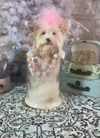 Blue Eyes, a female Yorkshire Terrier for sale in Stantonville, TN – Photo 6 of 10